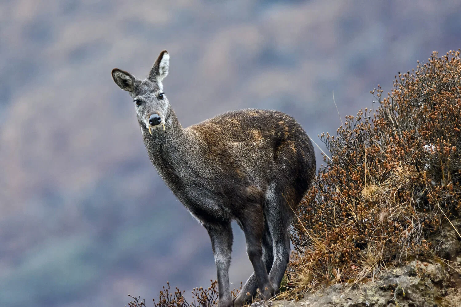 पर्वतीय ढलान पर खड़ा हिमालयी कस्तूरी मृग