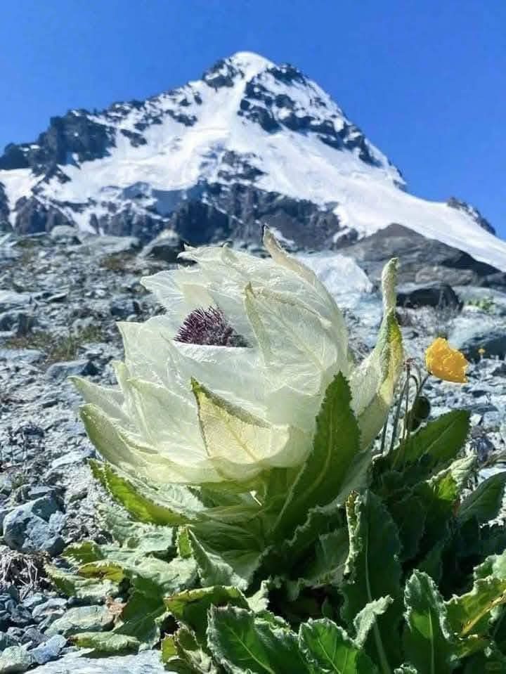 ब्रह्मकमल पूर्ण खिला हुआ — बर्फीली चोटी की पृष्ठभूमि में