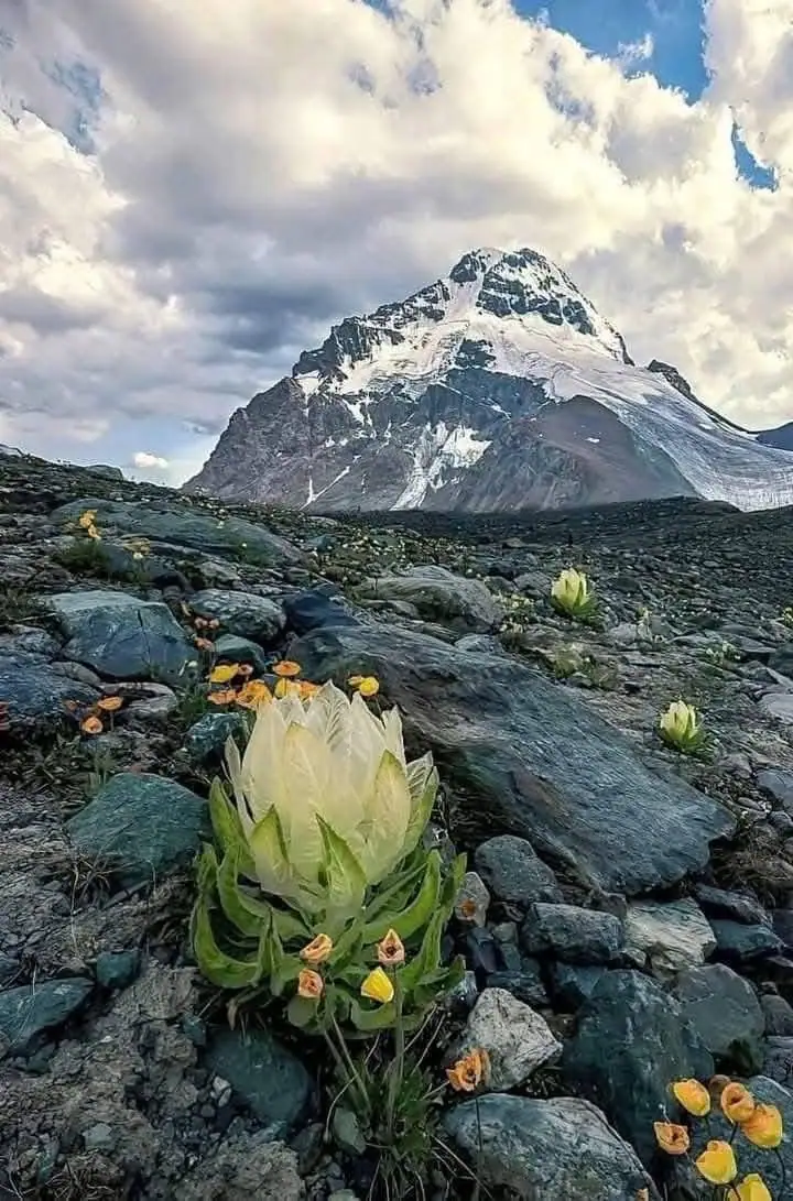 ब्रह्मकमल हिमालयी चट्टानी क्षेत्र में