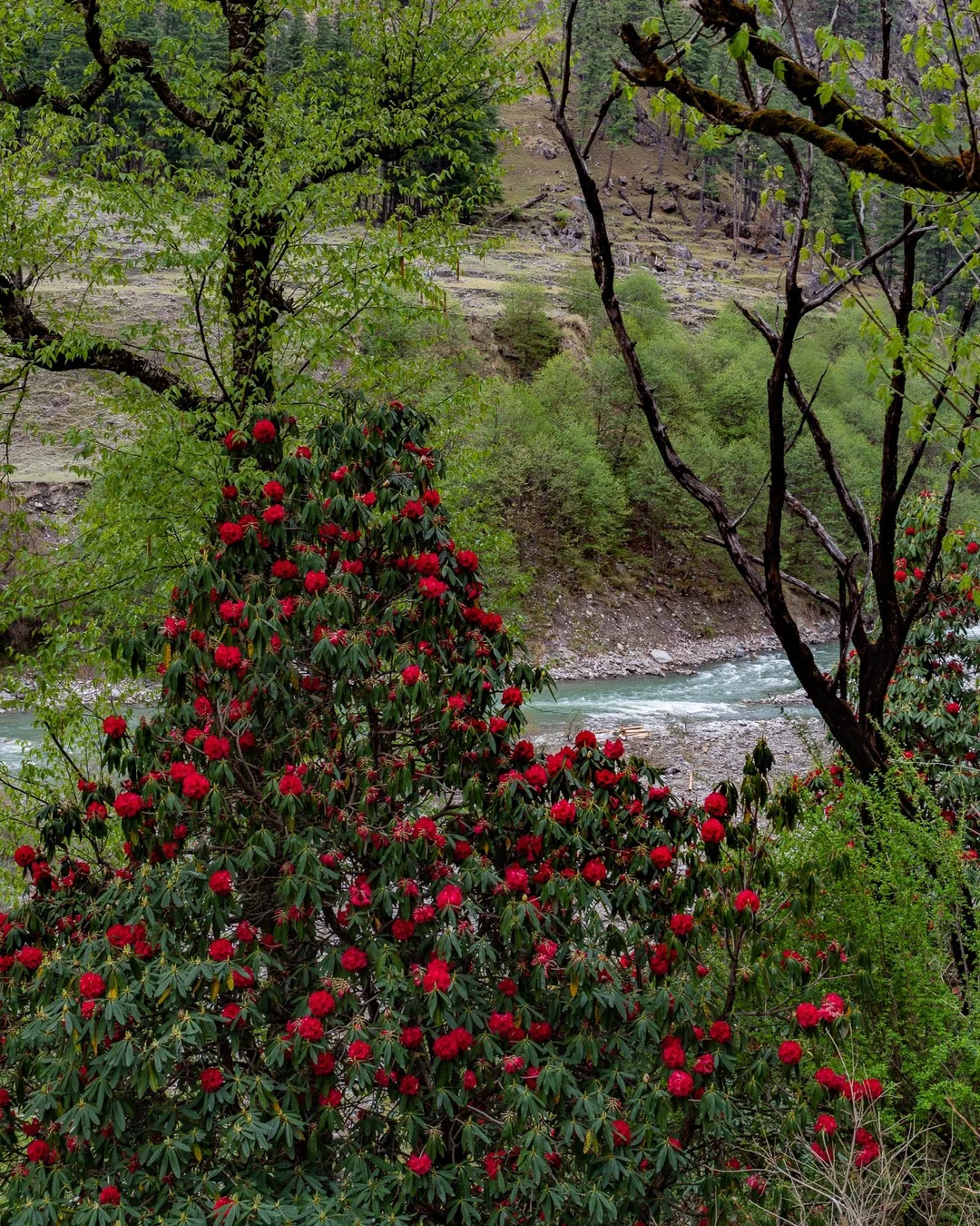 बुरांश के लाल फूल — नदी किनारे